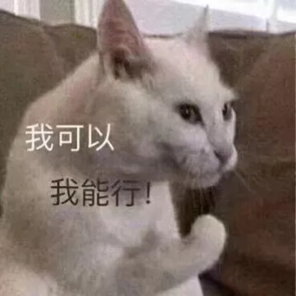 可爱猫猫第三弹