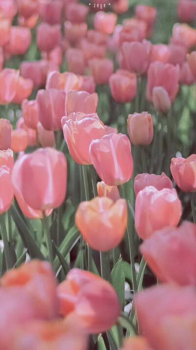 壁纸|春天|少女|花