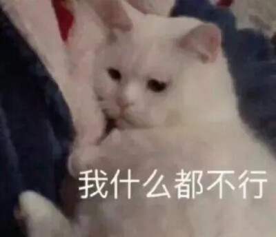 可爱猫猫第十四弹