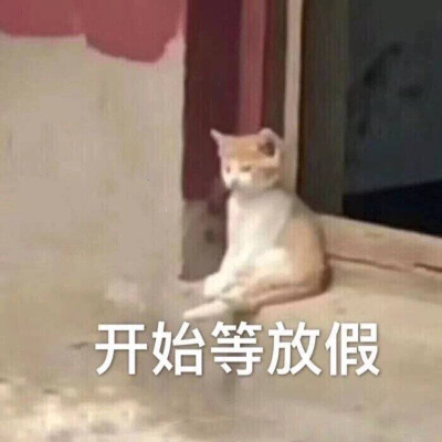 可爱猫猫第十四弹