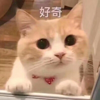 可爱猫猫第十八弹