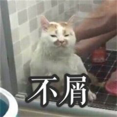 可爱猫猫第十八弹