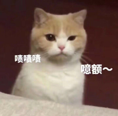 可爱猫猫第十八弹