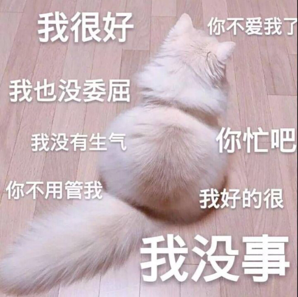 可爱猫猫第十八弹