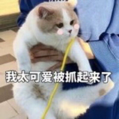 可爱猫猫第十九弹