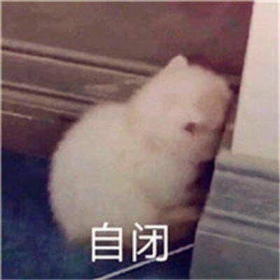 可爱猫猫第十九弹