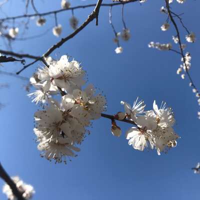 家门口的杏花开了