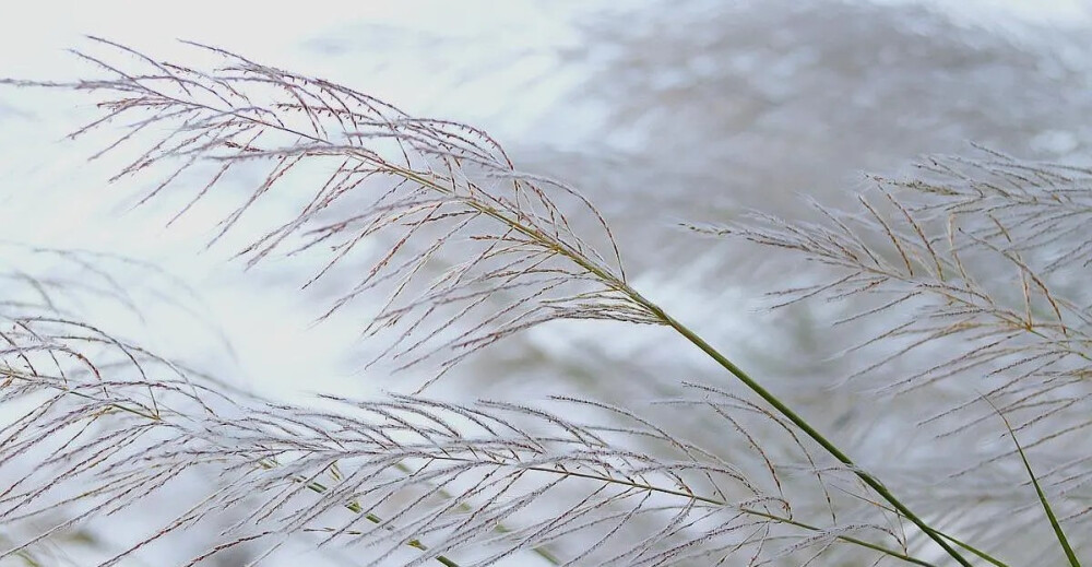 《飞雪》
爱新觉罗 弘历
一片一片又一片，两片三片四五片。
六片七片八九片，飞入芦花都不见。
这是现行小学语文教材中的一首诗，教材编写者用这首诗取代了《山村咏怀》。这首诗用表示雪花片数的数量词写成。读后就好像身临雪境，飞下的雪片由少到多，飞入芦花，就难分是雪花还是芦花。其实这是一首存在很多争议的诗，有很多版本和作者流传，比如相传郑板桥所写的《咏雪》为：一片两片三四片，五片六片七八片。九片十片十一片，飞入梅花都不见。个人认为这首诗艺术性并不如《山村咏怀》，不知编写者意图何在。