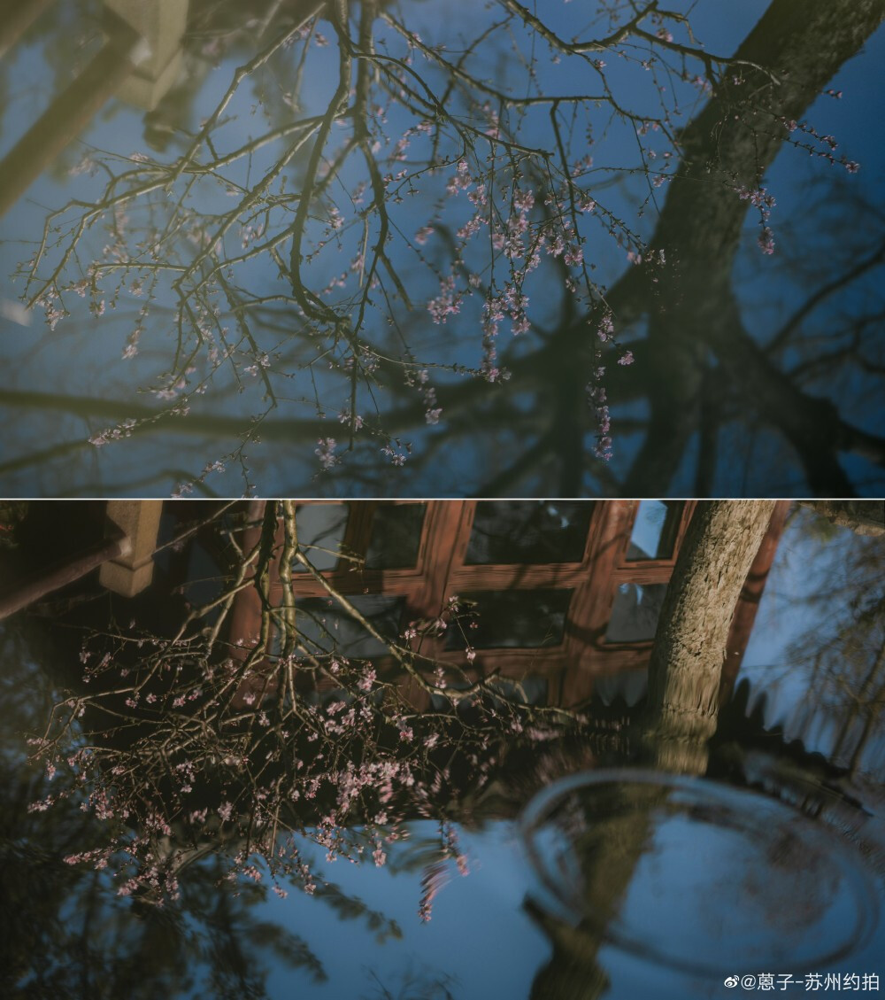 惊春花落树，闻梵涧摇风。
（记于耦园｜拙政园）
摄影@蒽子-苏州约拍
#苏州园林##遇见春光##苏州旅行# 