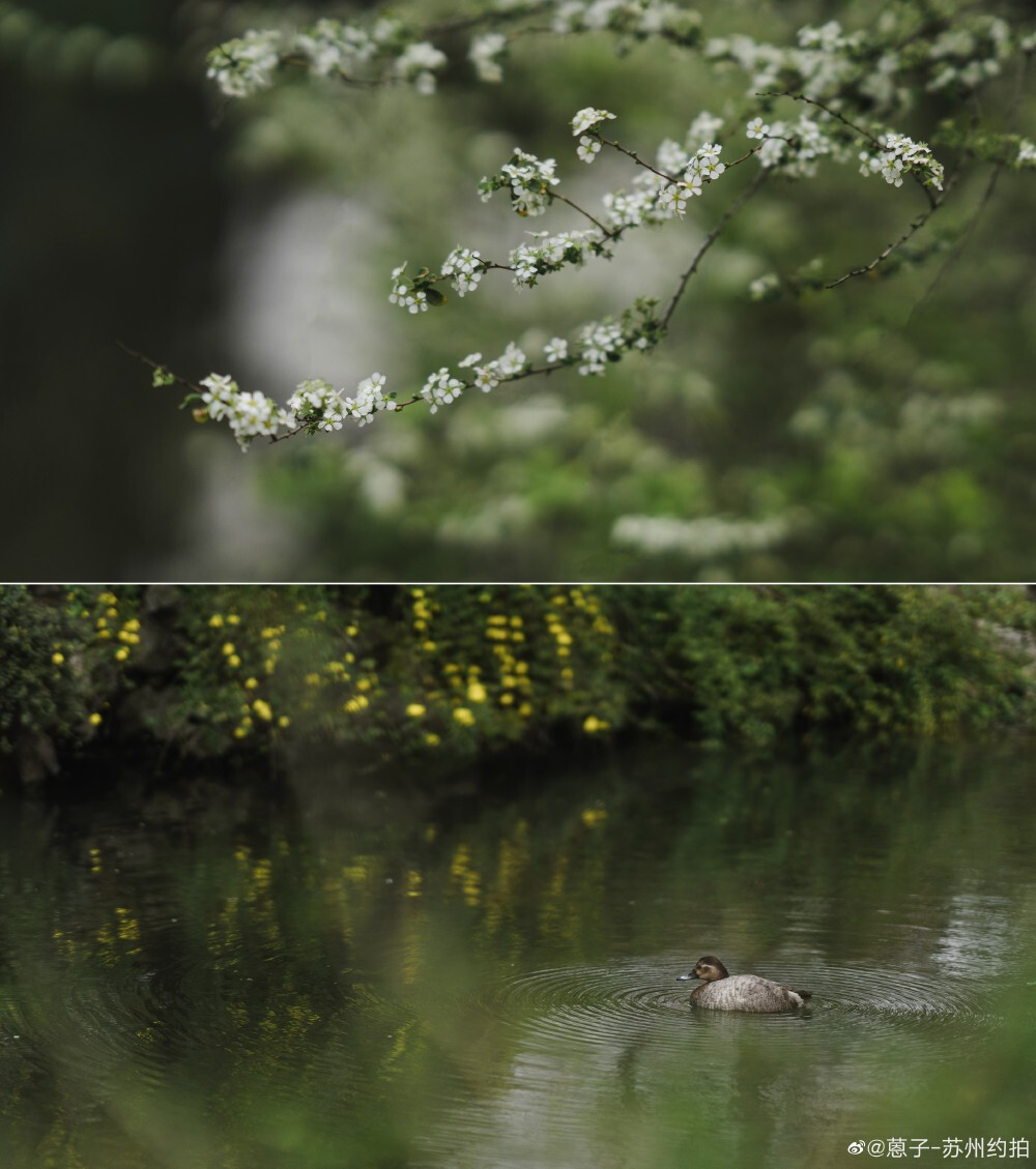 惊春花落树，闻梵涧摇风。
（记于耦园｜拙政园）
摄影@蒽子-苏州约拍
#苏州园林##遇见春光##苏州旅行# 