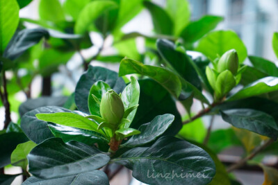 阳台记录：
茉莉经过我不专业的修剪养护之后，开了今年的第一朵花，香，好闻。
酢浆草盆子里冒出一棵龙葵，看它可爱允许它在这里扎根结果了。
垂筒花苗已经种下大半月，期待开花（还早呢）。
捡回来的合果芋终于也越…