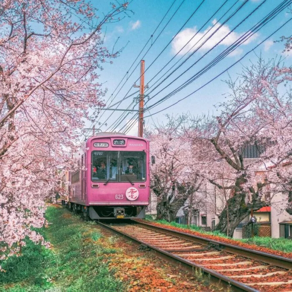 桜