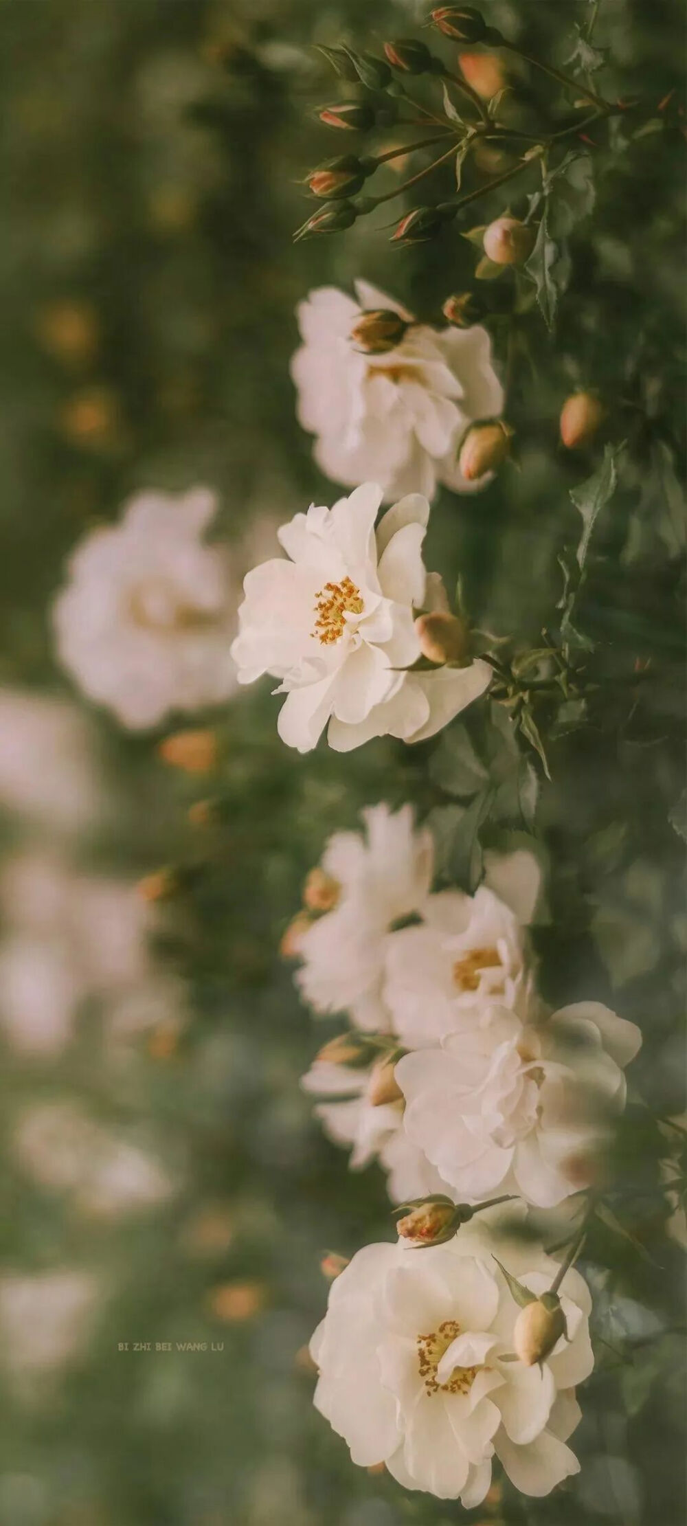 壁纸 花间集