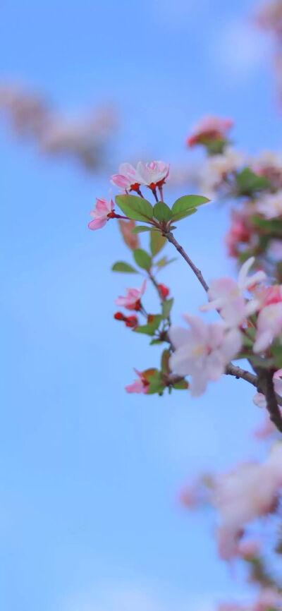 壁纸 花间集