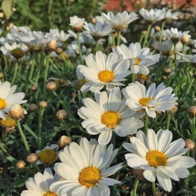 背景图|花花
我是警察
逮捕你所有的不开心