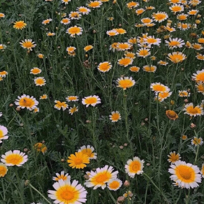 背景图|花花
我是警察
逮捕你所有的不开心