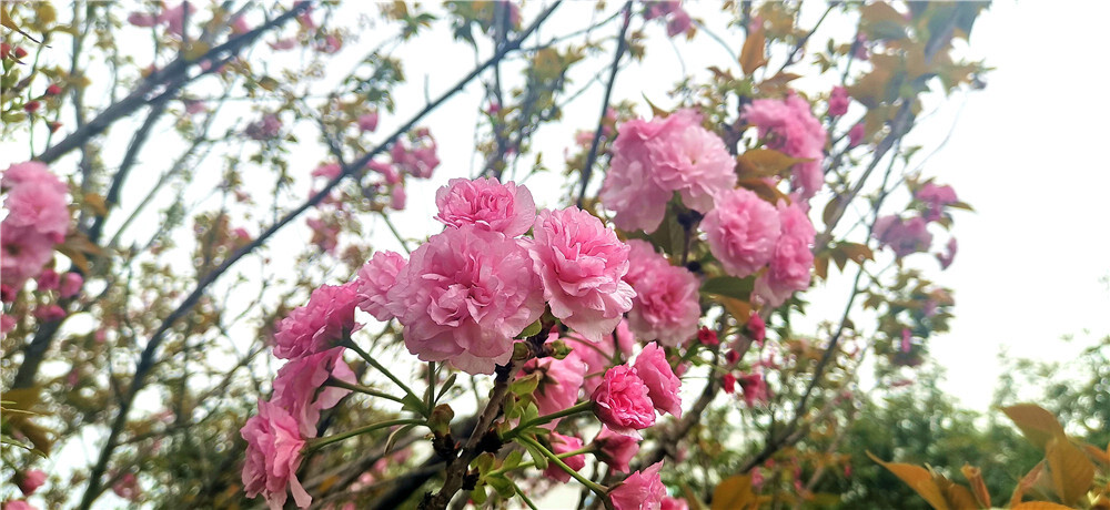 春暖花开，百花闹春。3月31日，走进吉安城南市民广场，几棵樱花开得正艳，粉嘟嘟、娇滴滴的样子就像美丽的姑娘，十分招人喜爱。(摄/肖勇)