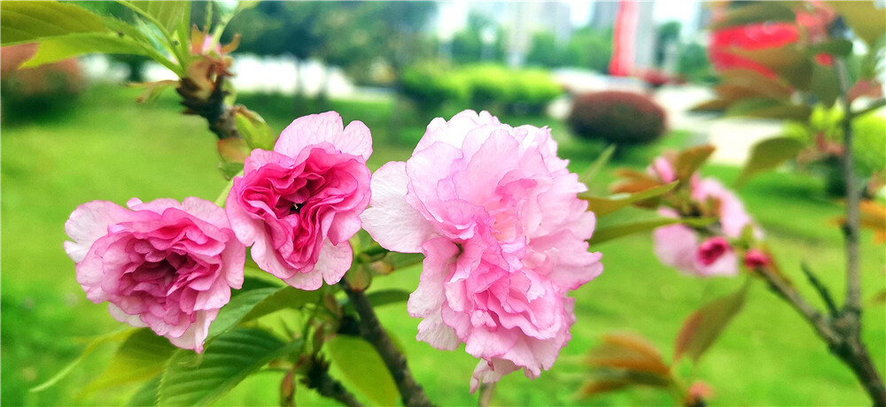 春暖花开，百花闹春。3月31日，走进吉安城南市民广场，几棵樱花开得正艳，粉嘟嘟、娇滴滴的样子就像美丽的姑娘，十分招人喜爱。(摄/肖勇)