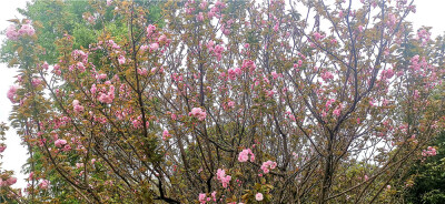 春暖花开，百花闹春。3月31日，走进吉安城南市民广场，几棵樱花开得正艳，粉嘟嘟、娇滴滴的样子就像美丽的姑娘，十分招人喜爱。(摄/肖勇)