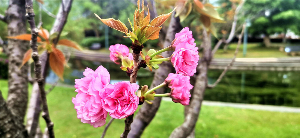 春暖花开，百花闹春。3月31日，走进吉安城南市民广场，几棵樱花开得正艳，粉嘟嘟、娇滴滴的样子就像美丽的姑娘，十分招人喜爱。(摄/肖勇)