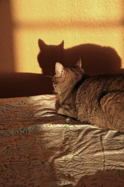 温柔的午后。cr.Silver-Frog