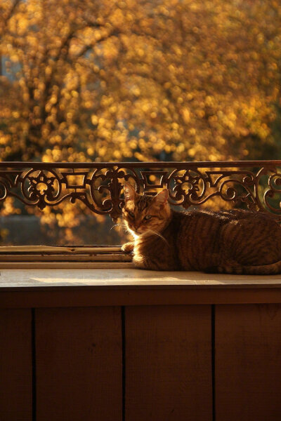 温柔的午后。cr.Silver-Frog