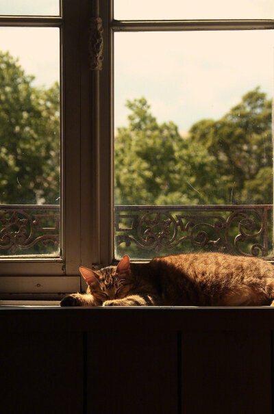 温柔的午后。cr.Silver-Frog