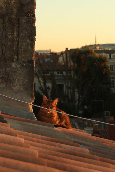 温柔的午后。cr.Silver-Frog