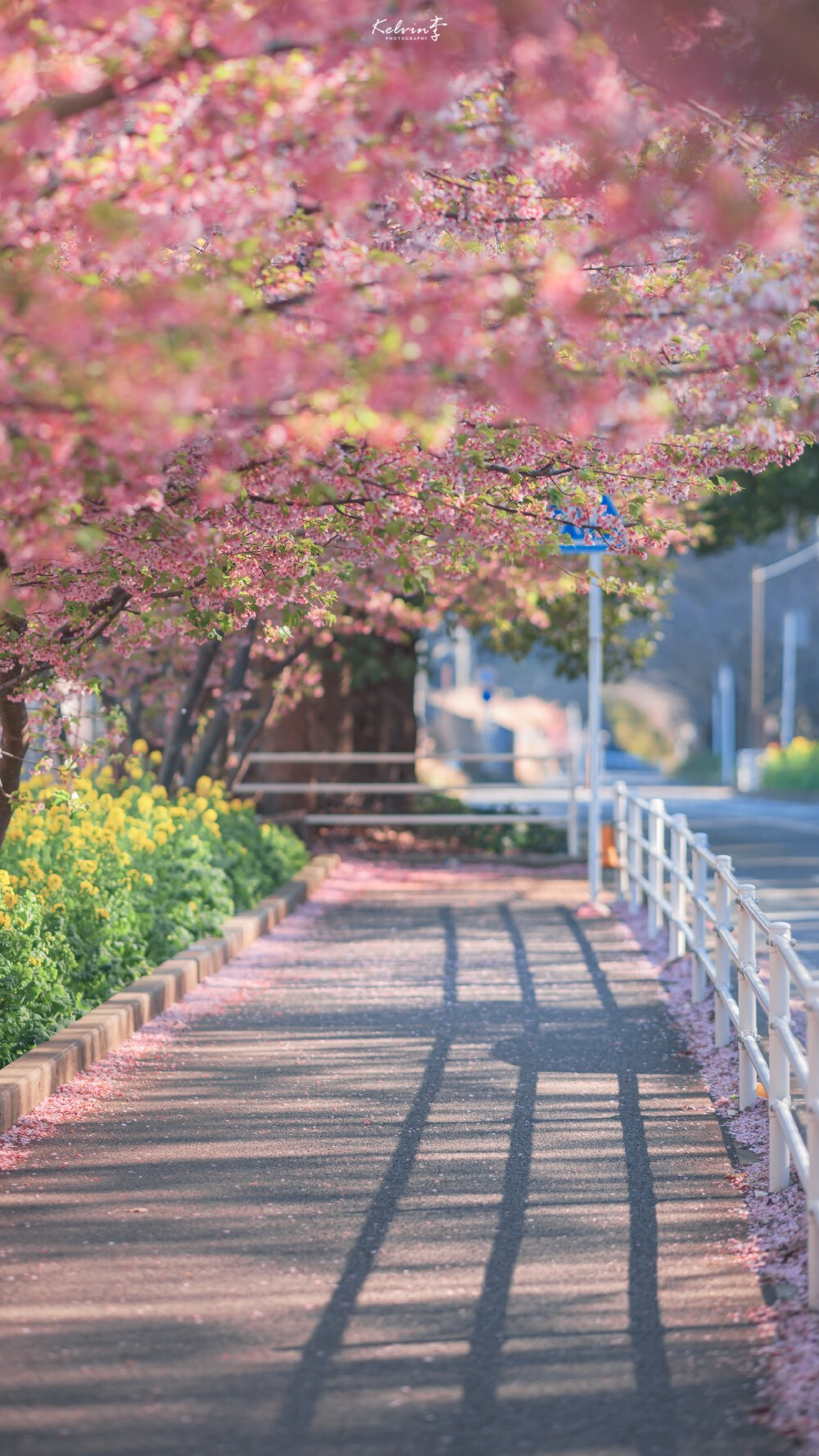 日系风 樱花 壁纸