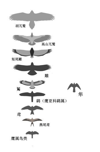 鹰 隼 雕 鸮
区别