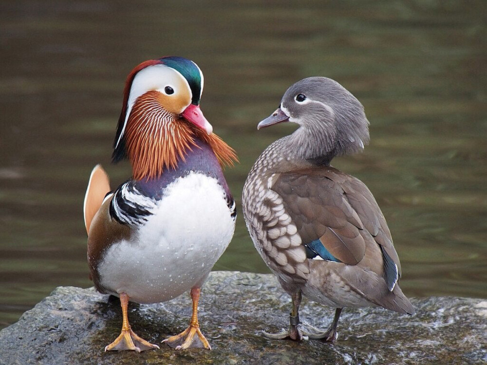 鸳鸯。左鸳：雄鸟，嘴红色，羽色鲜艳华丽；右鸯：雌鸟，嘴黑色，头和上体灰褐色。换句话说，好看的是雄的，丑的是雌的。
