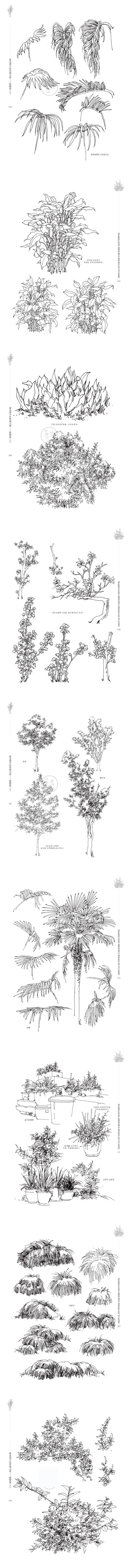 鋼筆畫植物