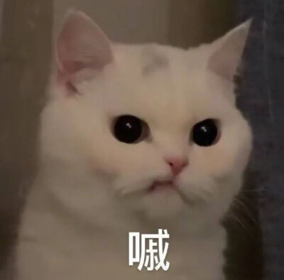 猫表情包
沙雕猫