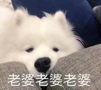 表情包