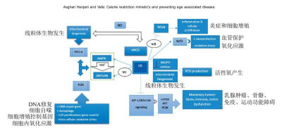 衰老因素 身体内部线粒体热量限制 蛋白限制 碳水限制 血糖限制 外部防晒防干防空气水污染防懒