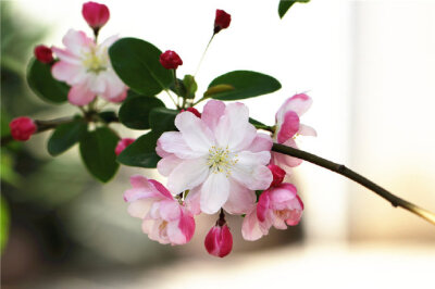 【 苹果花 】---“ 花色泽鲜艳，具有一种独特的清香”。