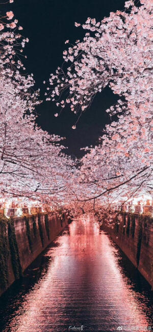 超级唯美的樱花壁纸，赶紧收藏起来吧~爱你爱你~❤️❤️❤️❤️
记得点赞关注哦~嘿嘿