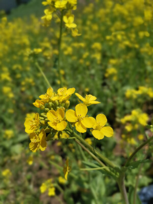 油菜花太灿烂了 