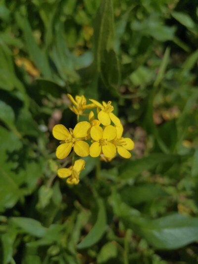 油菜花太灿烂了 