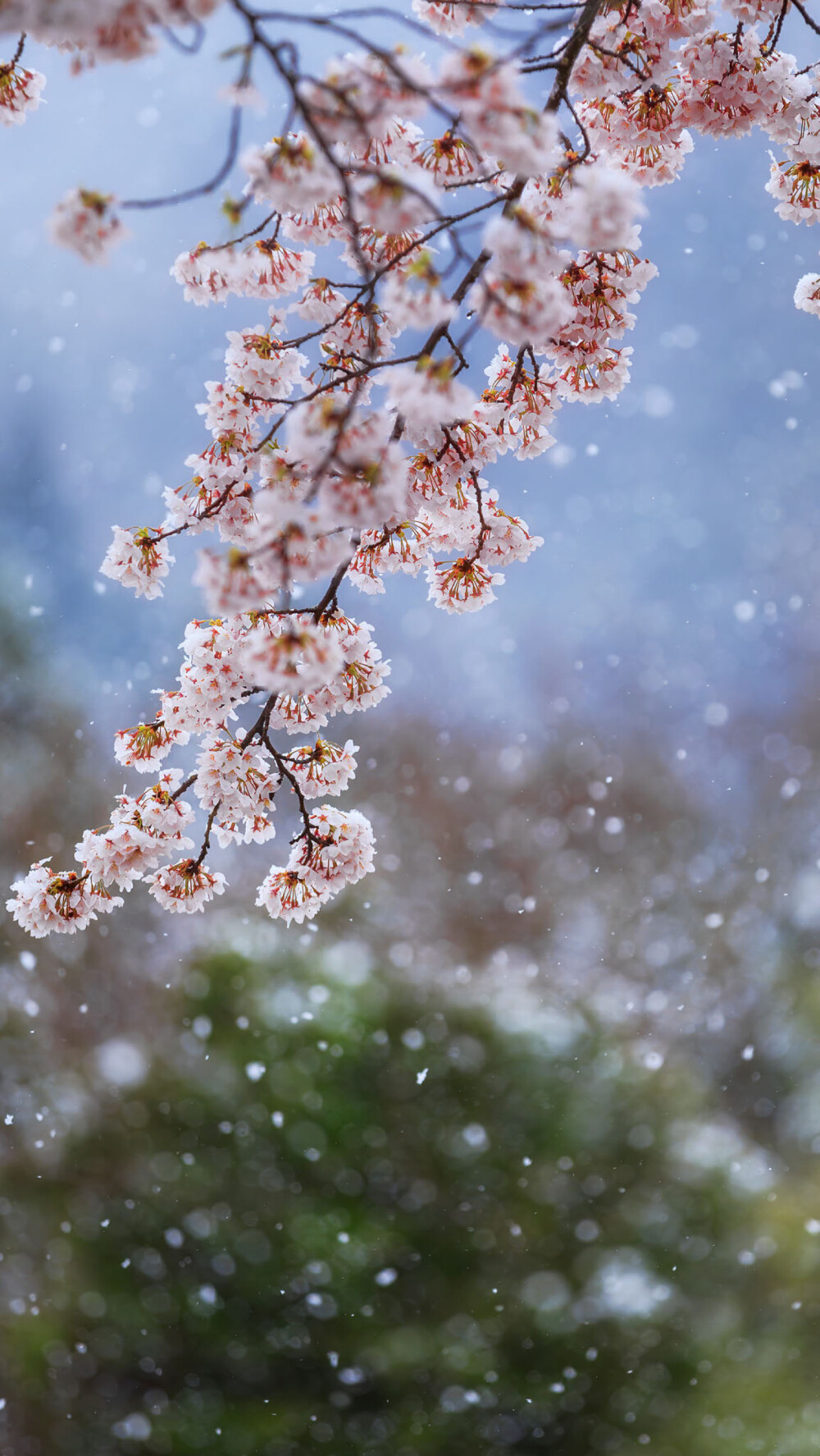 樱吹雪