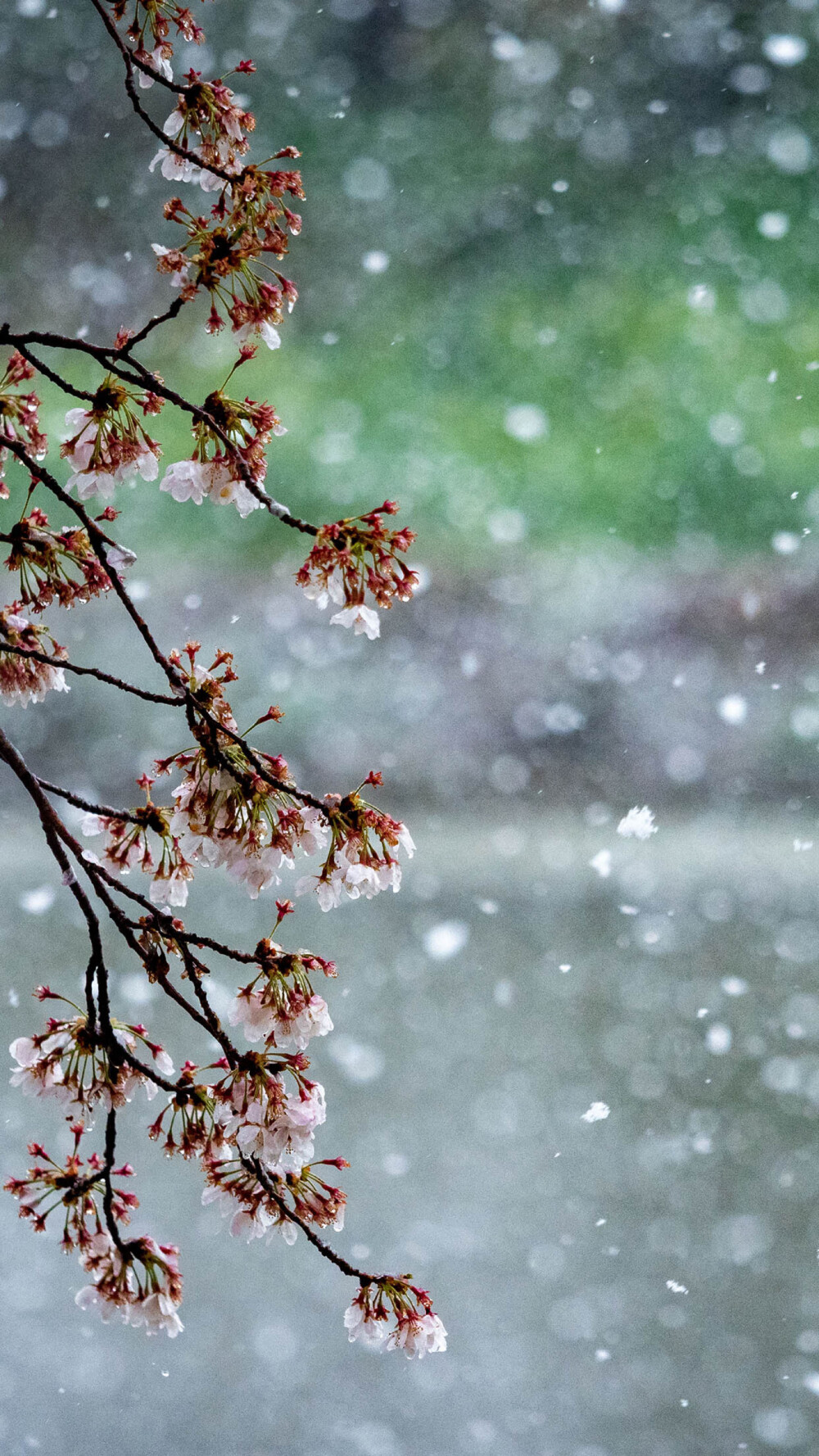 樱吹雪