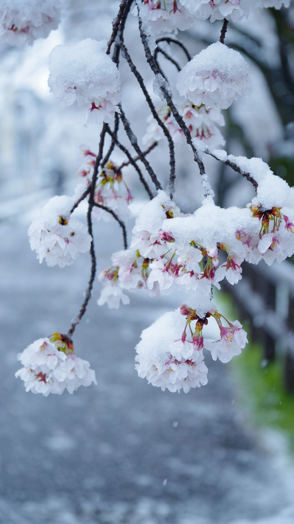 樱吹雪