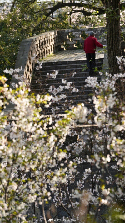 又是一年赏樱时（摄于南京玄武湖）
摄影@微风吹淡的蓝
#遇见美好时光##你好春天##2020，我的春天##我家的春天# #摄影#