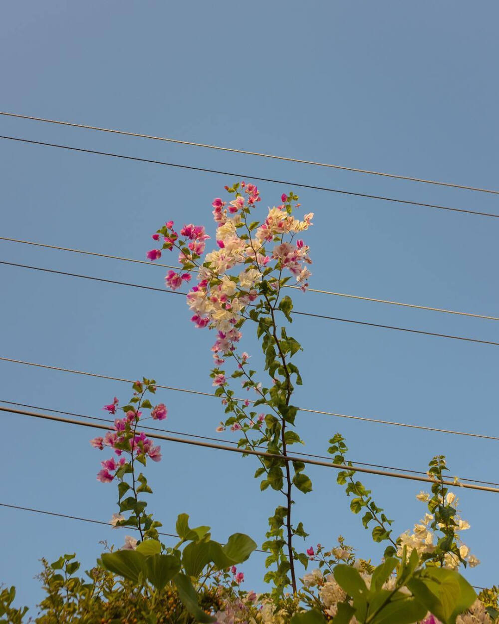 花儿