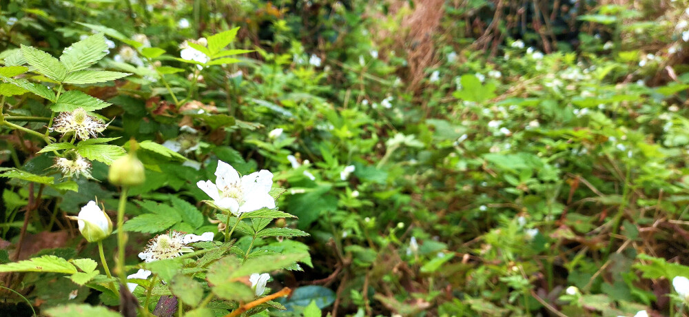 吉安视觉:蓬蘽花开白似雪