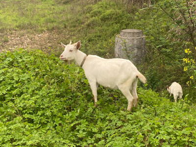 狗子、山羊、鸭子和花