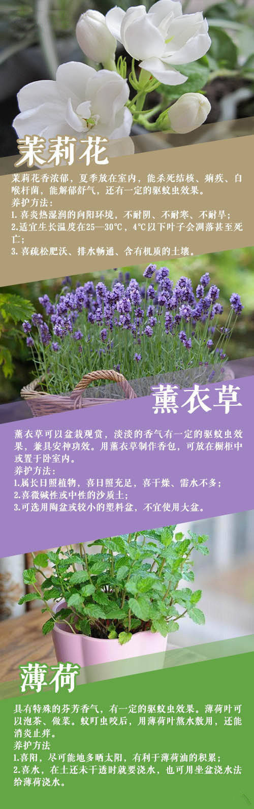 适合在家里养的植物
cr . 微博: style