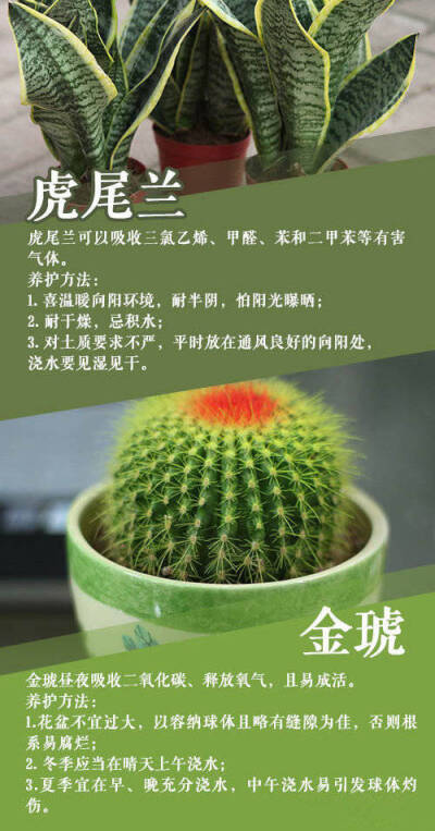 适合在家里养的植物
cr . 微博: style