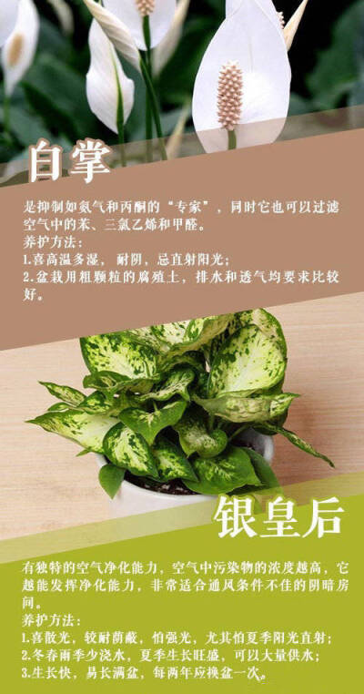 适合在家里养的植物
cr . 微博: style