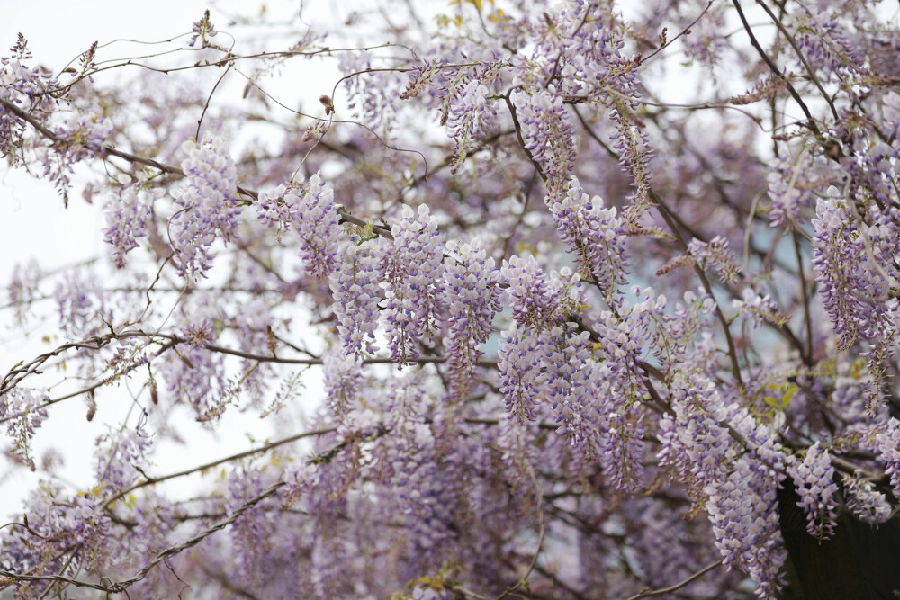 紫藤花